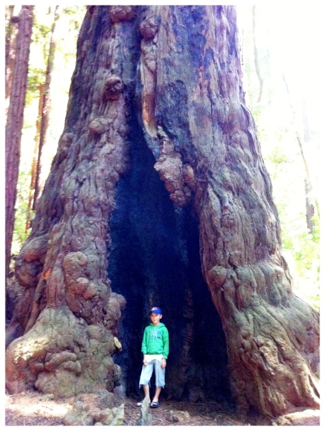 redwoods trunk