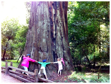 redwood trunks